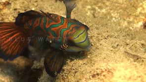 1183_Mandarin fish close up