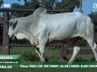 Lote 50