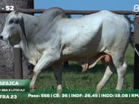 Lote 52
