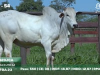 Lote 54