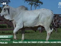 Lote 64