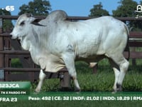 Lote 65