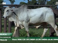 Lote 66
