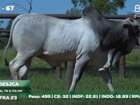 Lote 67