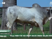 Lote 68