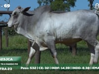 Lote 69