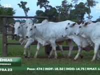 Lote 102