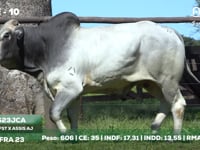 Lote 10