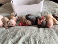 Litter Introduction