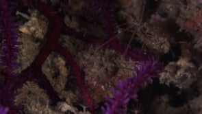 0364_Spider crab close up on soft coral