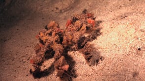 0997_decorator crab walking over sand