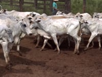 Lote 09C