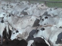 Lote 05H