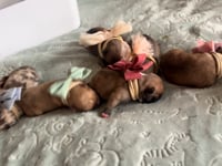 Litter Introduction