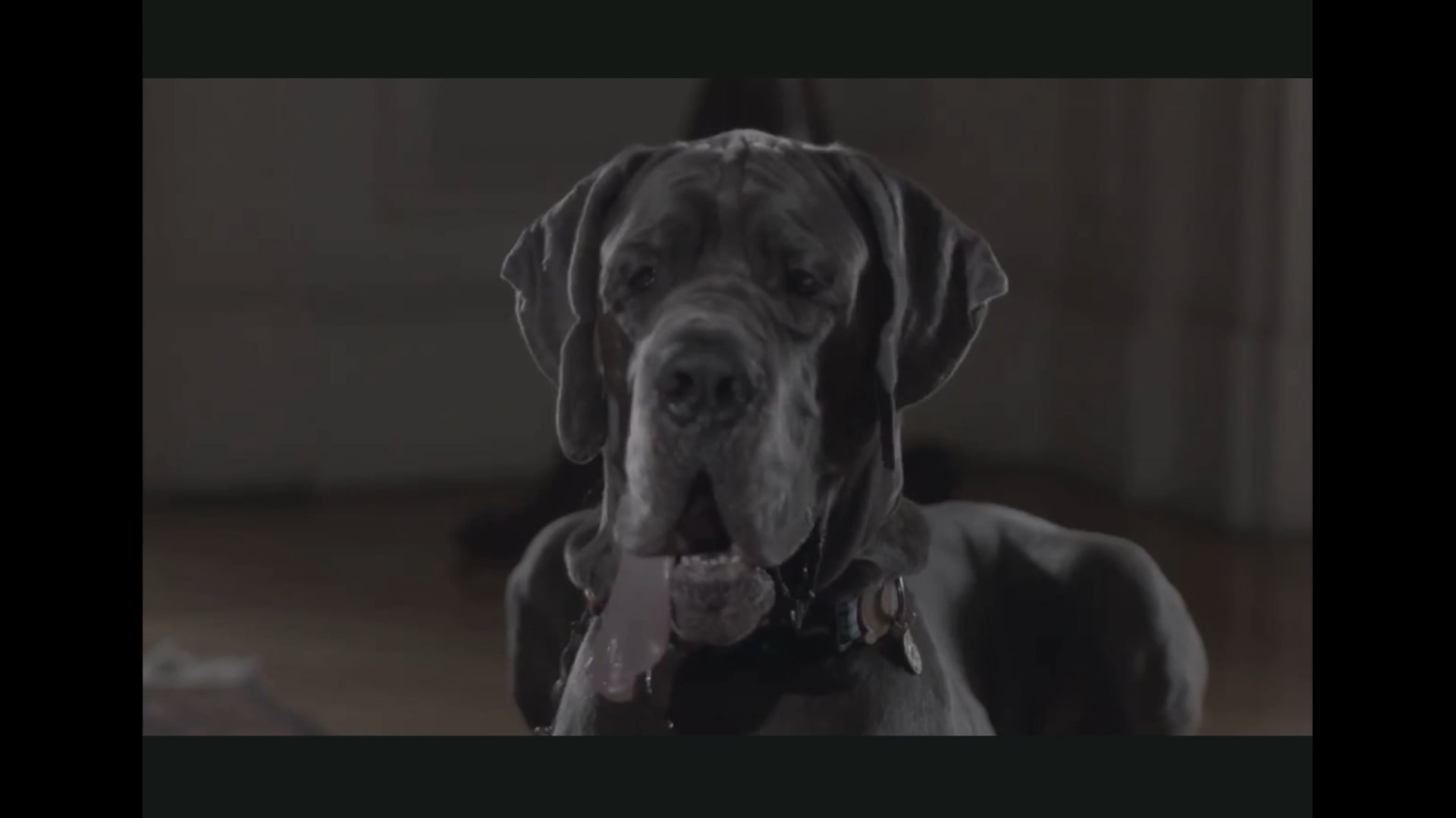 Special Dog 