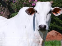 Lote 08