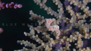 0168_Pygmy Seahorse Denise close up