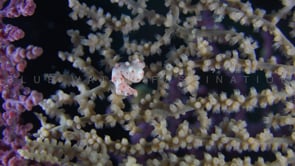 0166_pygmy seahorse denise white