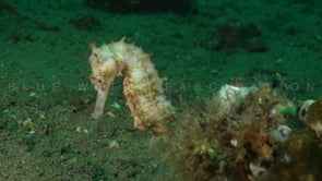 0131_white thorny seahorse