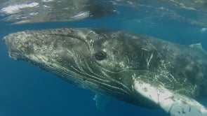 0017_Humpback whale profile