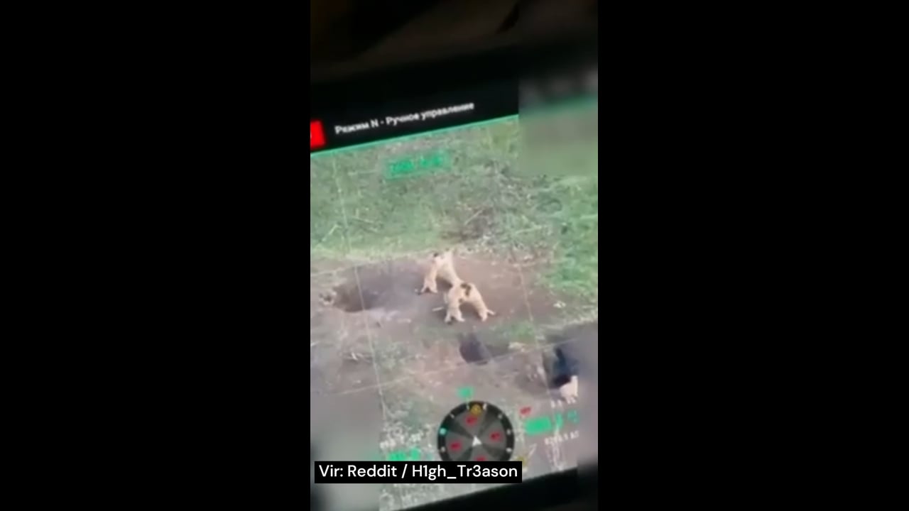 Vojna v Ukrajini: vojaki na fronti opazili nenavaden prizor