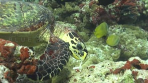 1114_Hawksbill turtle feeding on coral reef