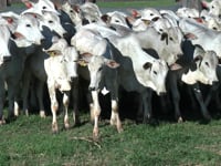 Lote 77C