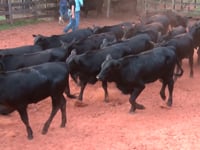 Lote 38C