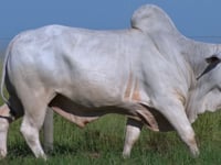 Lote 01