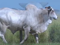 Lote 44