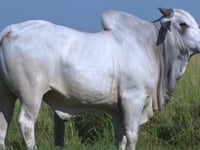 Lote 52