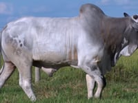 Lote 59