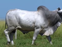 Lote 62