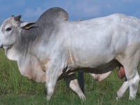 Lote 67