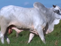 Lote 78
