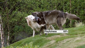 VYDZ000T131H_Join The Pack_30_unSlated-H264-960x540
