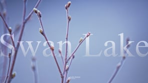 The Swan Lake