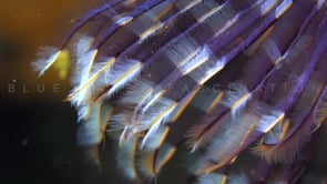 2023_Purple feather star close up