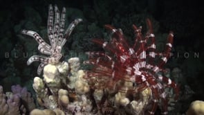 0986_feather stars at night