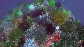 0175_Colorful feather stars on coral reef