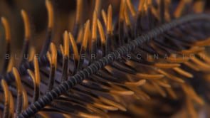 2027_Orange feather star close up