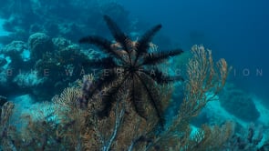 1722_Black feather star on sea fan