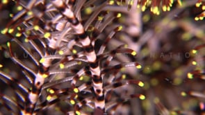 2028_White feather star close up