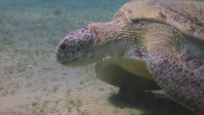 0258_Green turtle feeding sea grass close up