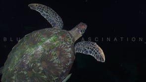 0266_Green turtle on coral reef at night