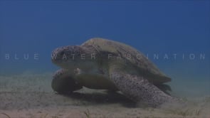 0257_Turtle feeding on sea grass close up