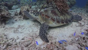 0321_Green turtle sitting on coral reef