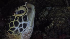 0369_Green turtle head