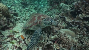 0405_Green turtle closed eye