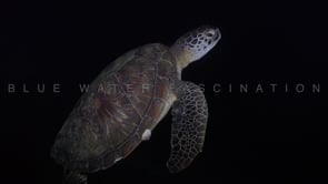 0044_Green turtle swimming in black ocean at night